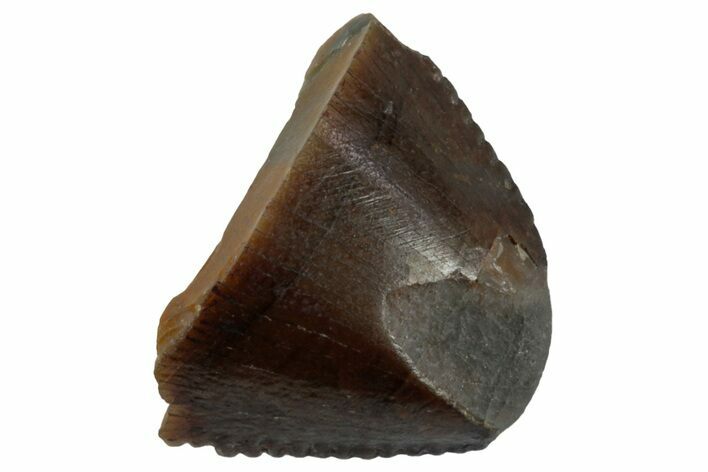 Serrated Carnosaurian Dinosaur (Allosaurus) Tooth Tip - Colorado #261693